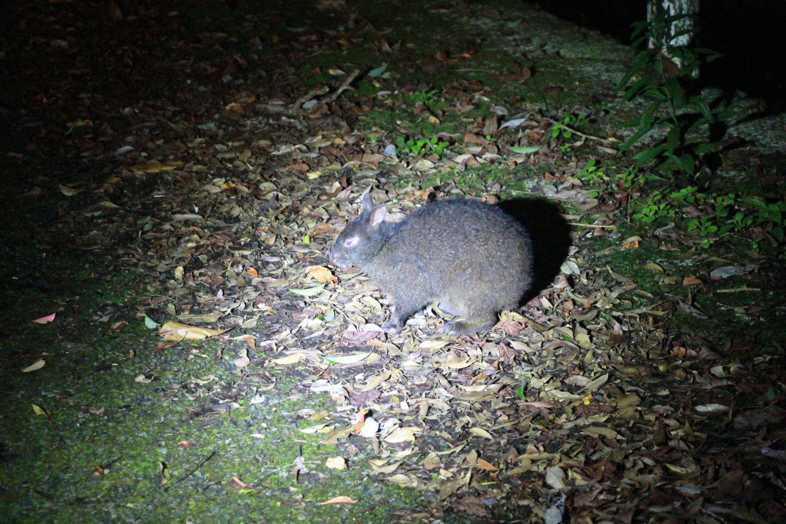 アマミノクロウサギ