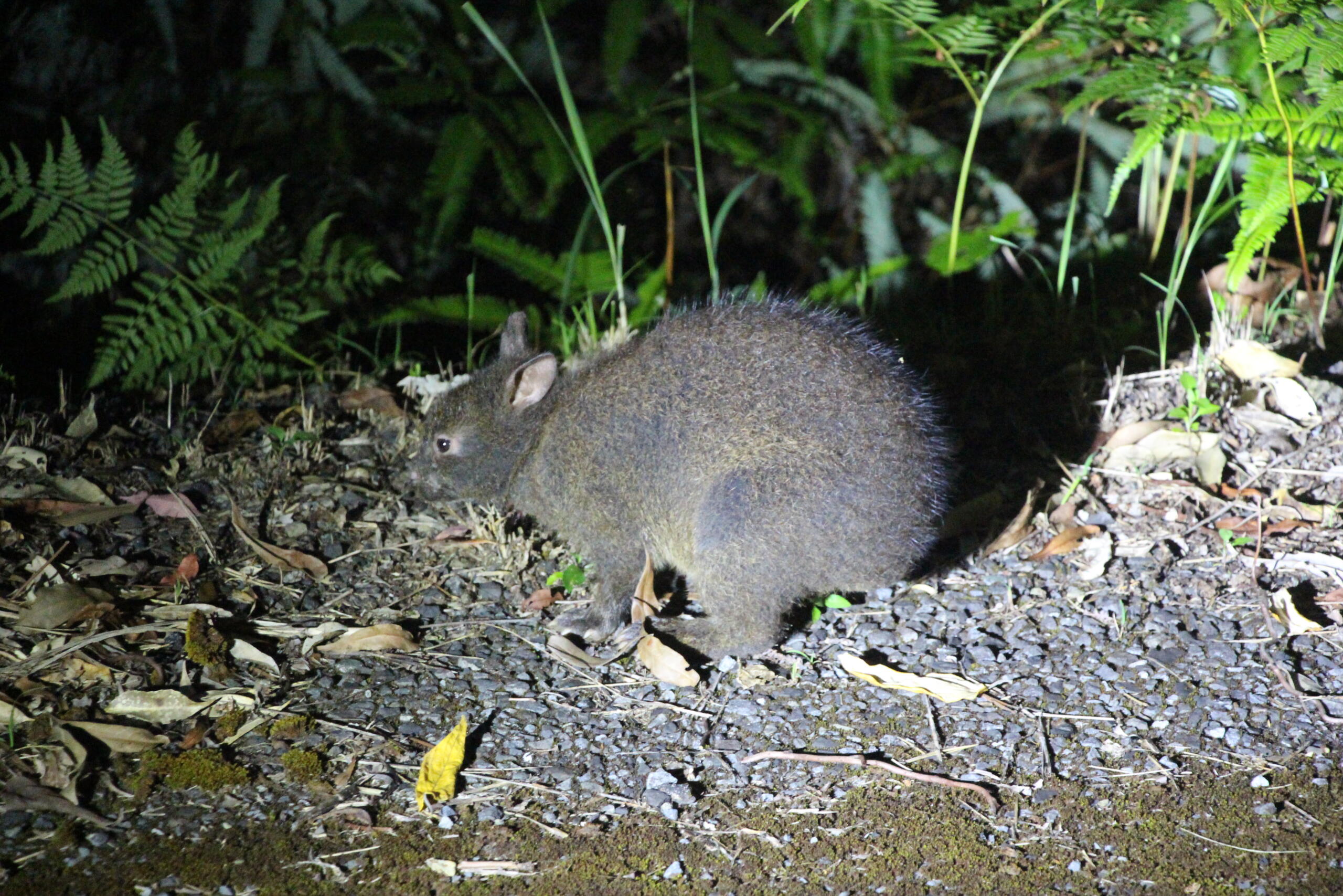 どうしてアマミノクロウサギはウサギっぽくないのか？ - いきもの発見日和