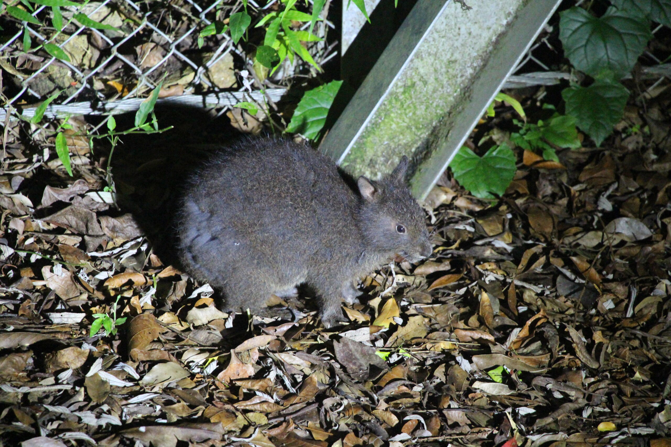 島に閉じ込められたおかげで生き延びられたアマミノクロウサギ
