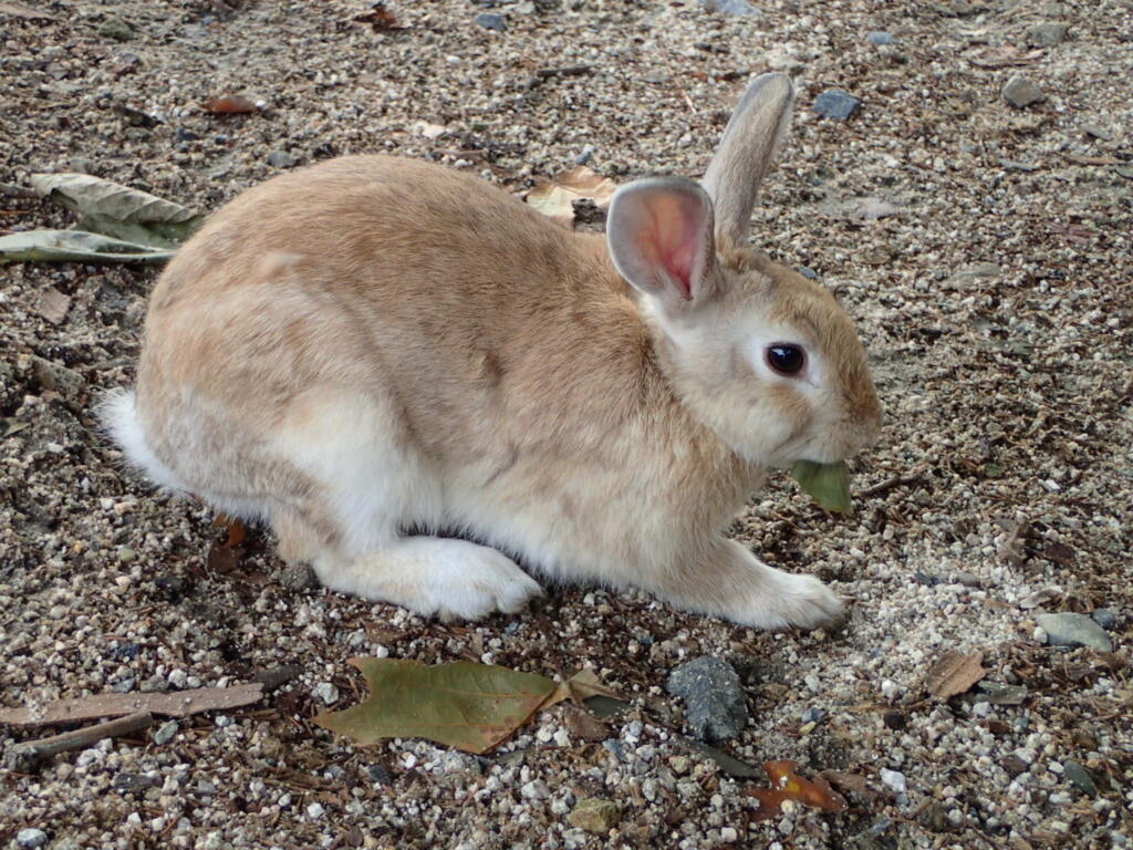カイウサギ