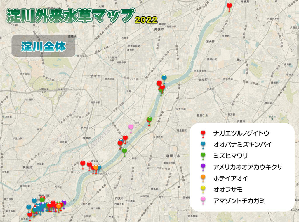 淀川外来水草マップ全体
