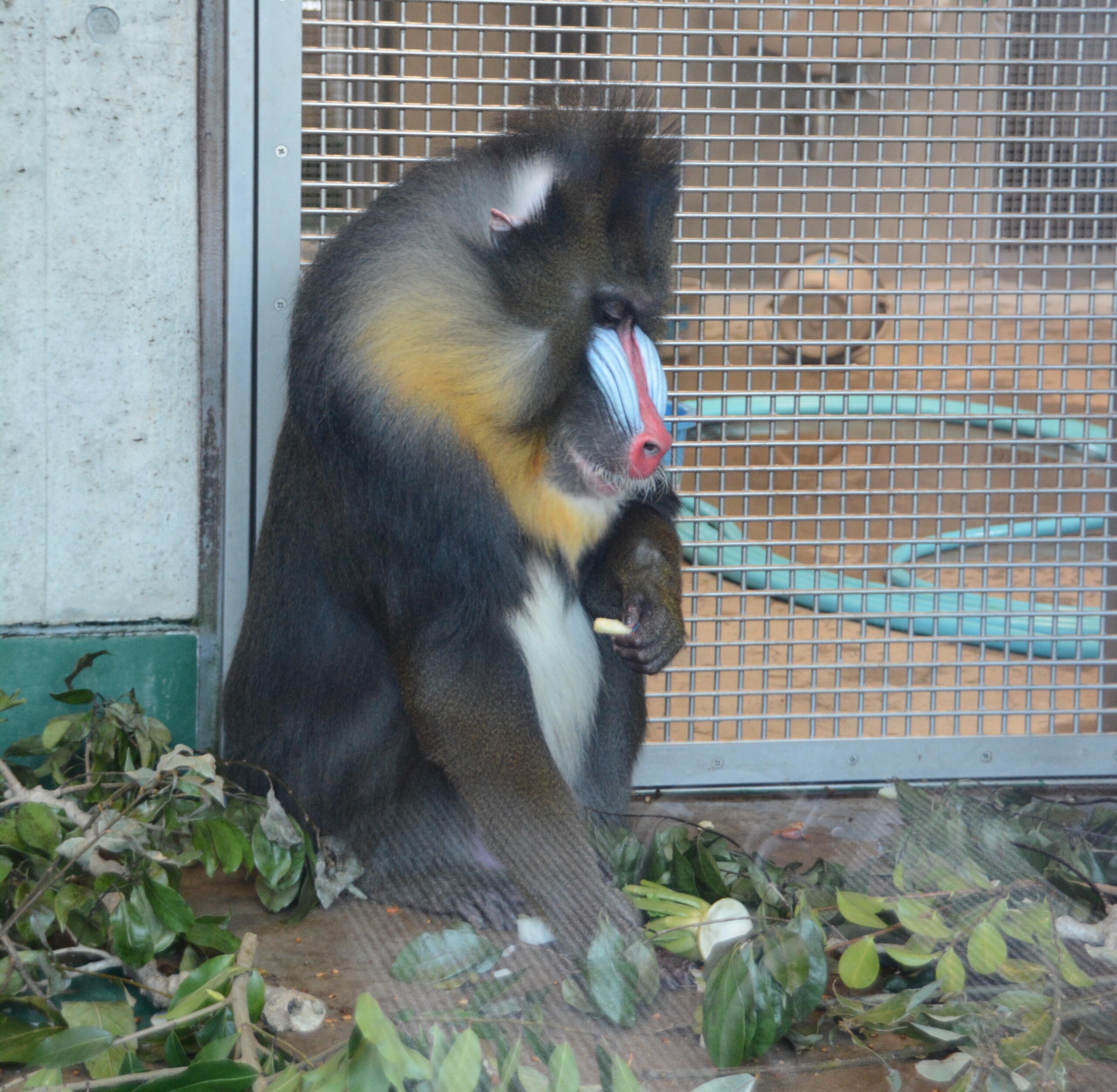 マンドリル