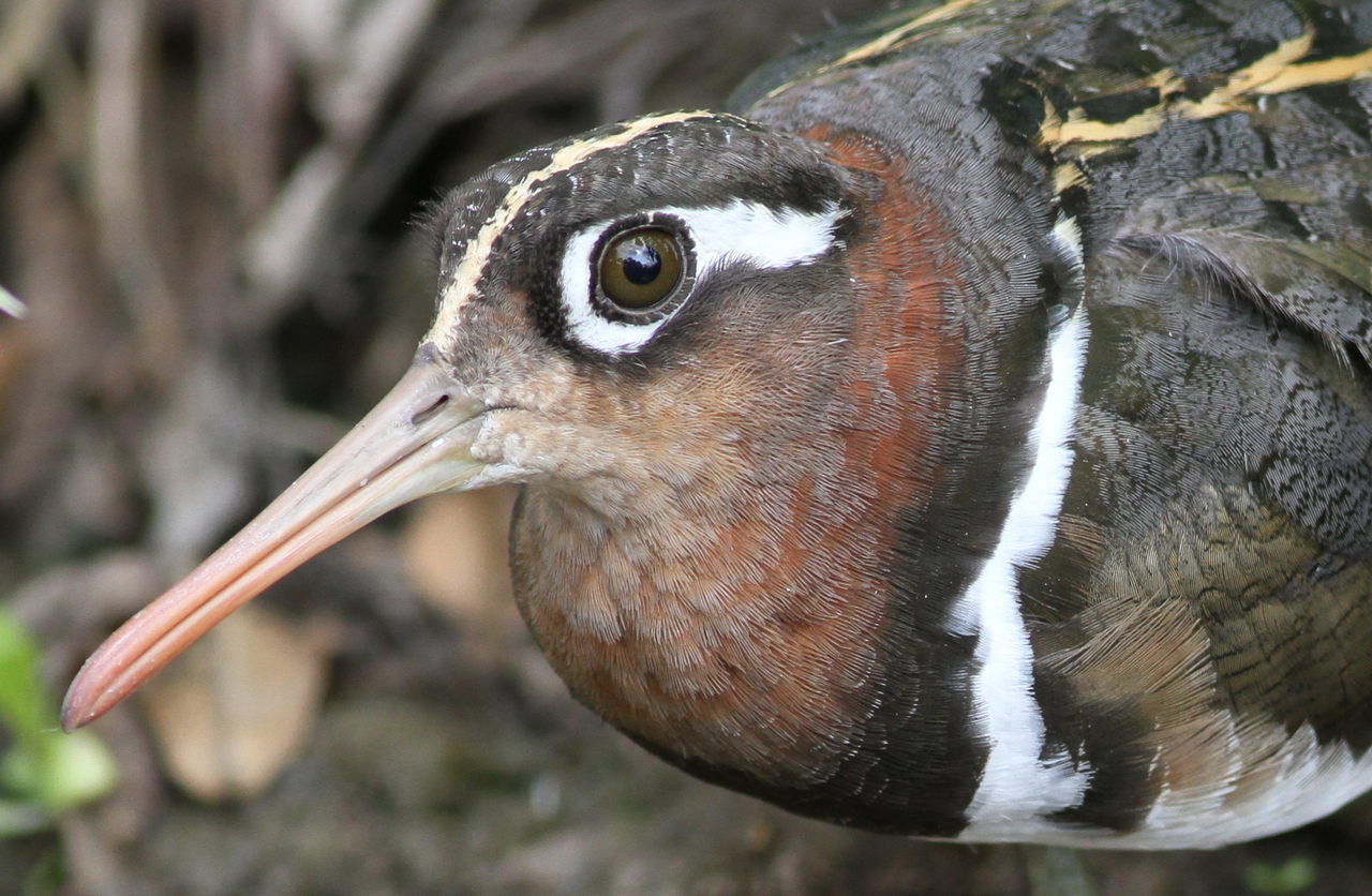 Greater Painted-snipe, Rostratula benghalensis - female