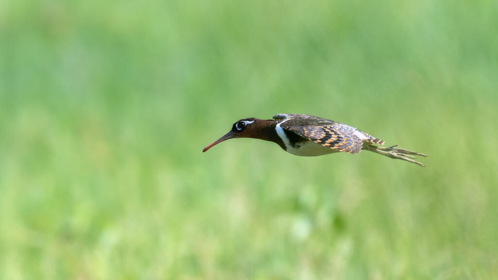 Greater_painted_snipe_Prasanna_Mamidala