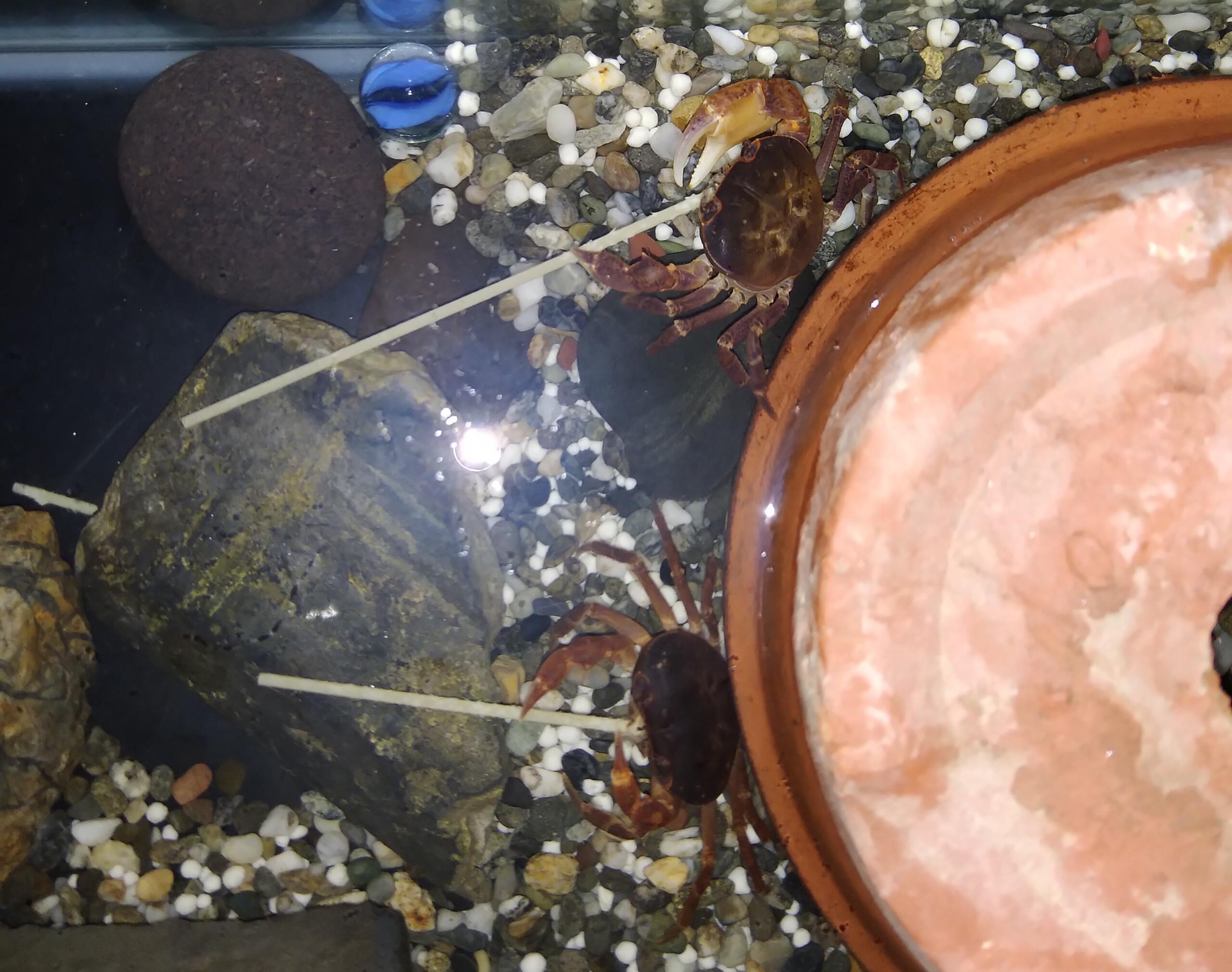 パスタを食べるサワガニ