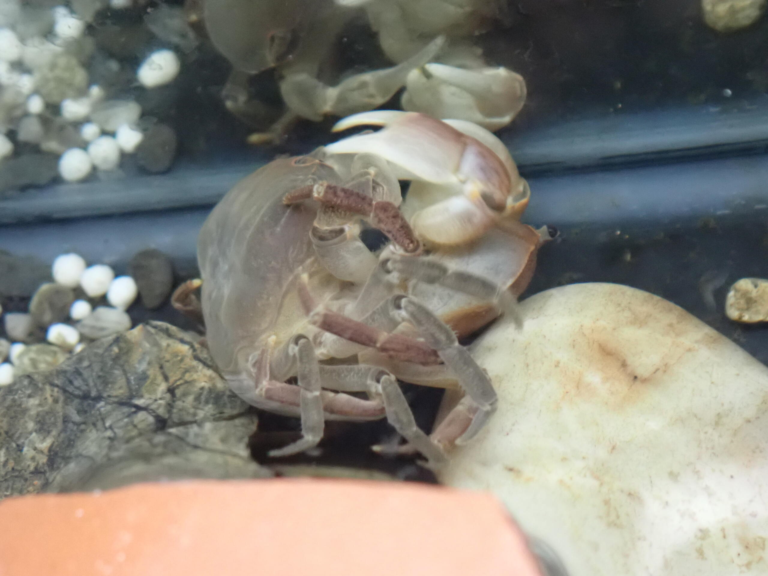 サワガニの交尾