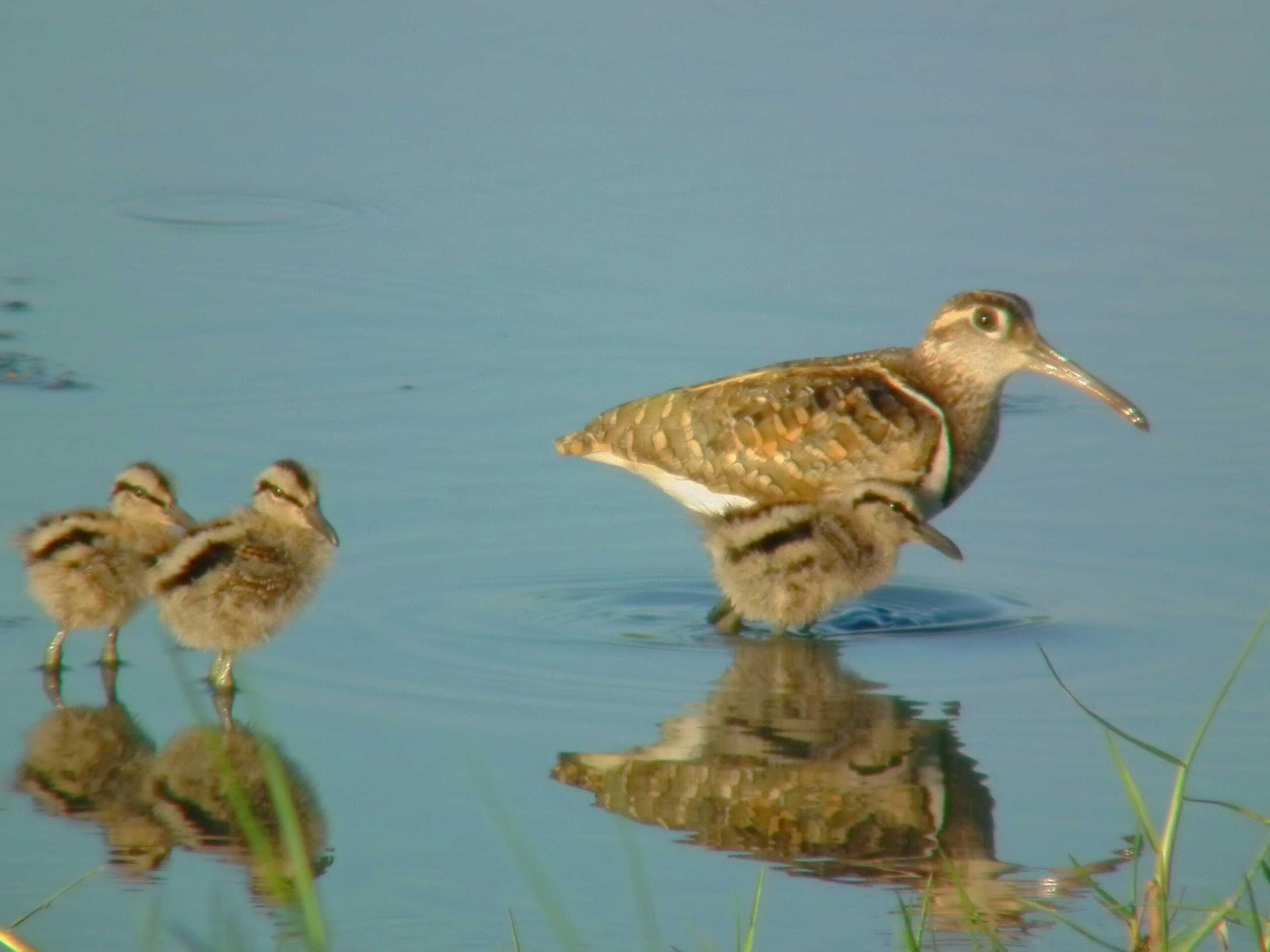 Painted_snipe_family