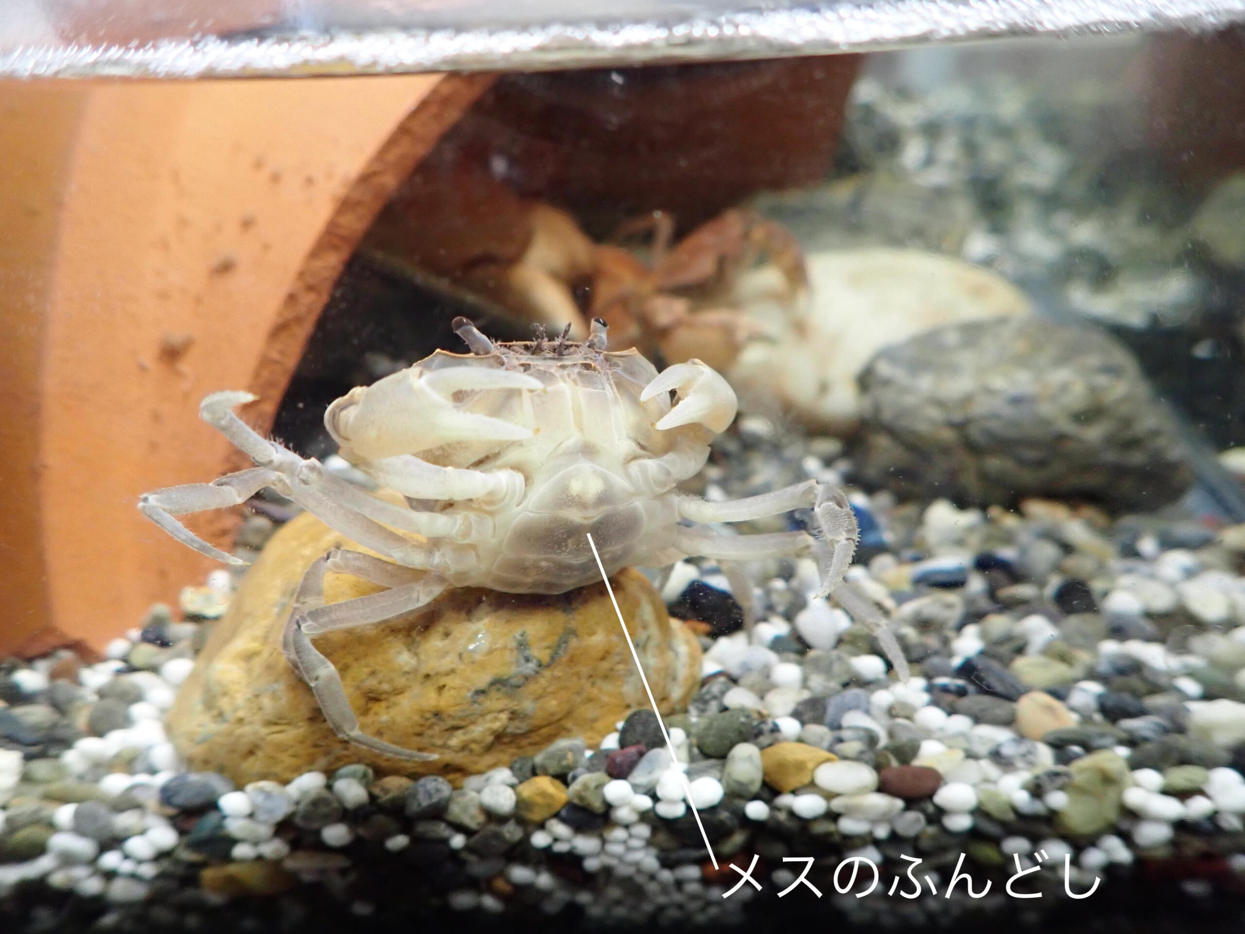 サワガニのふんどし