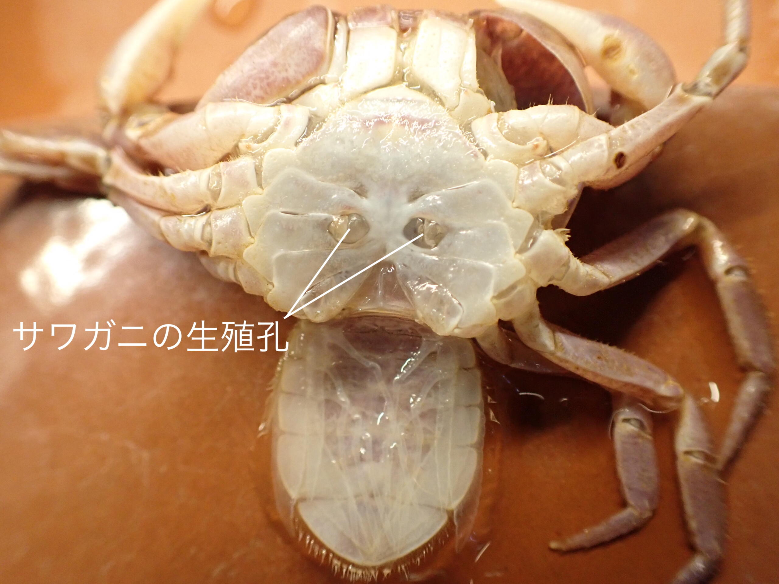 メスの生殖孔