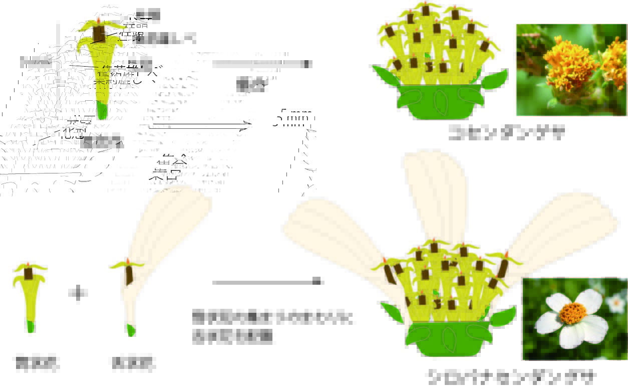 シロバナセンダングサとコセンダングサ