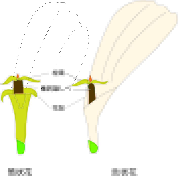 筒状花と舌状花