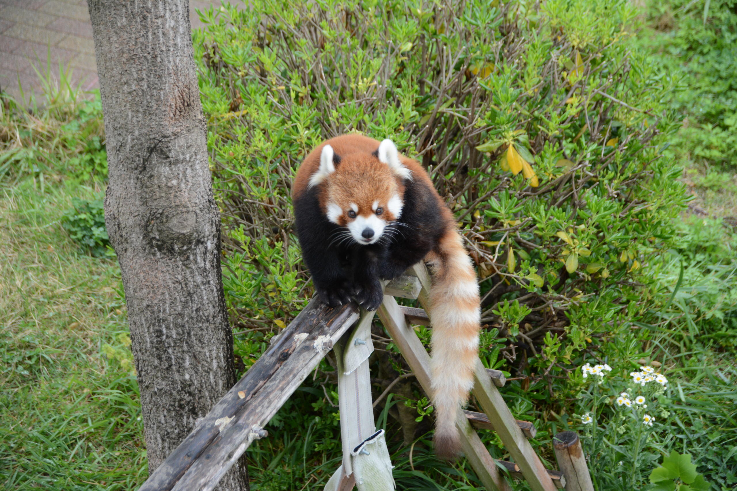 レッサーパンダ