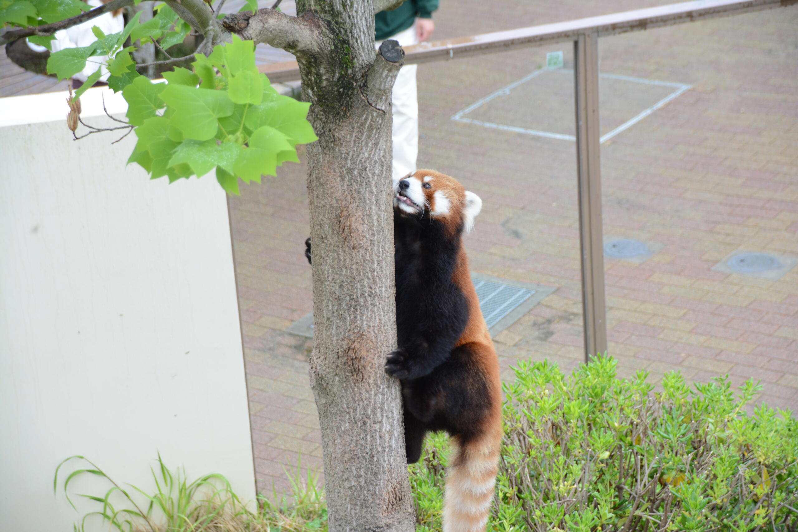 レッサーパンダ