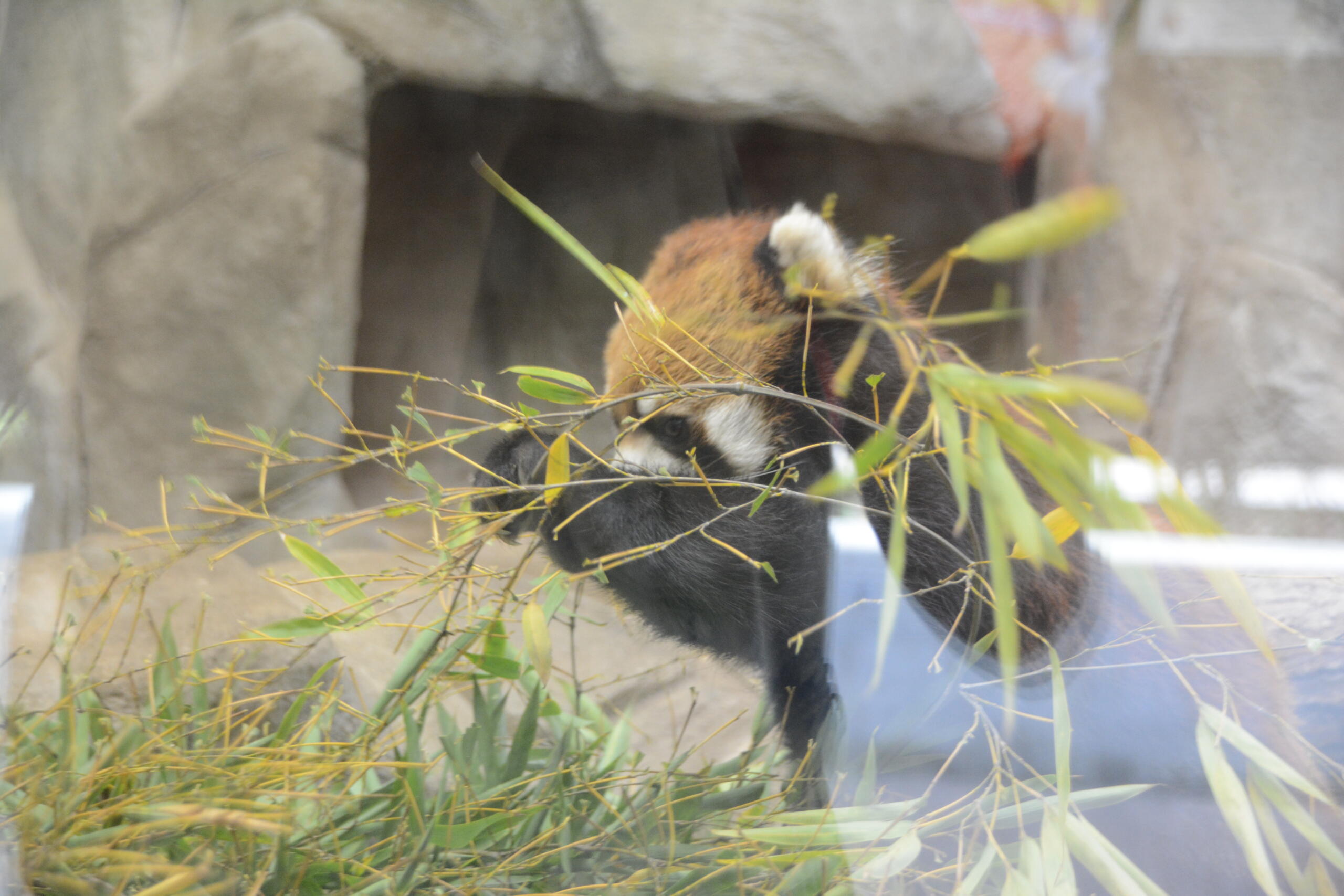 レッサーパンダ