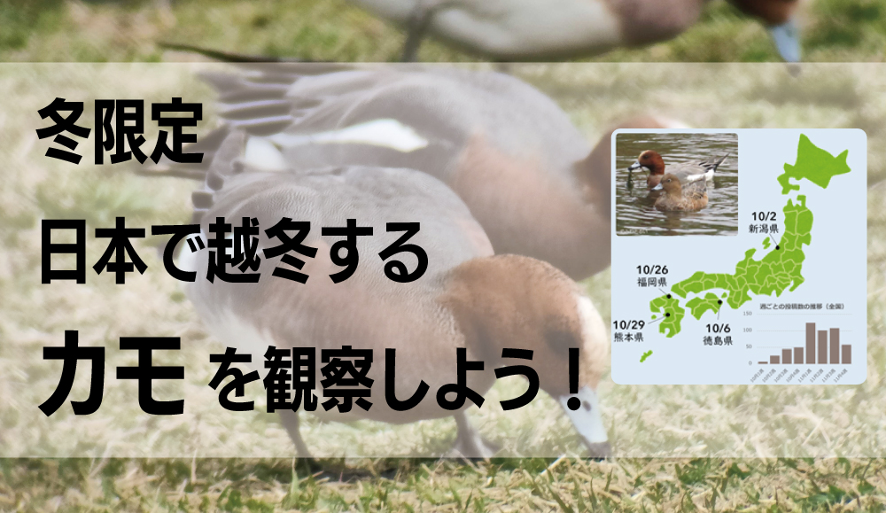 【冬限定】日本で越冬するカモを観察しよう！