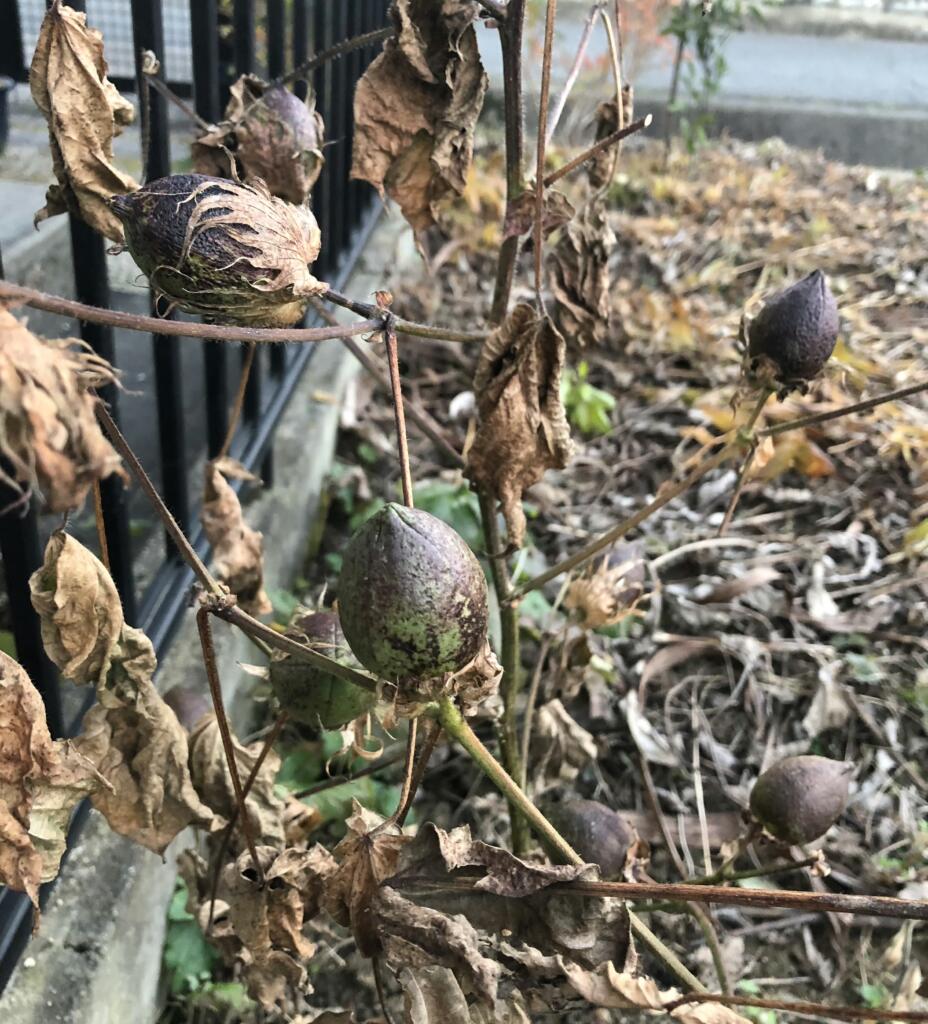 ワタのさく果