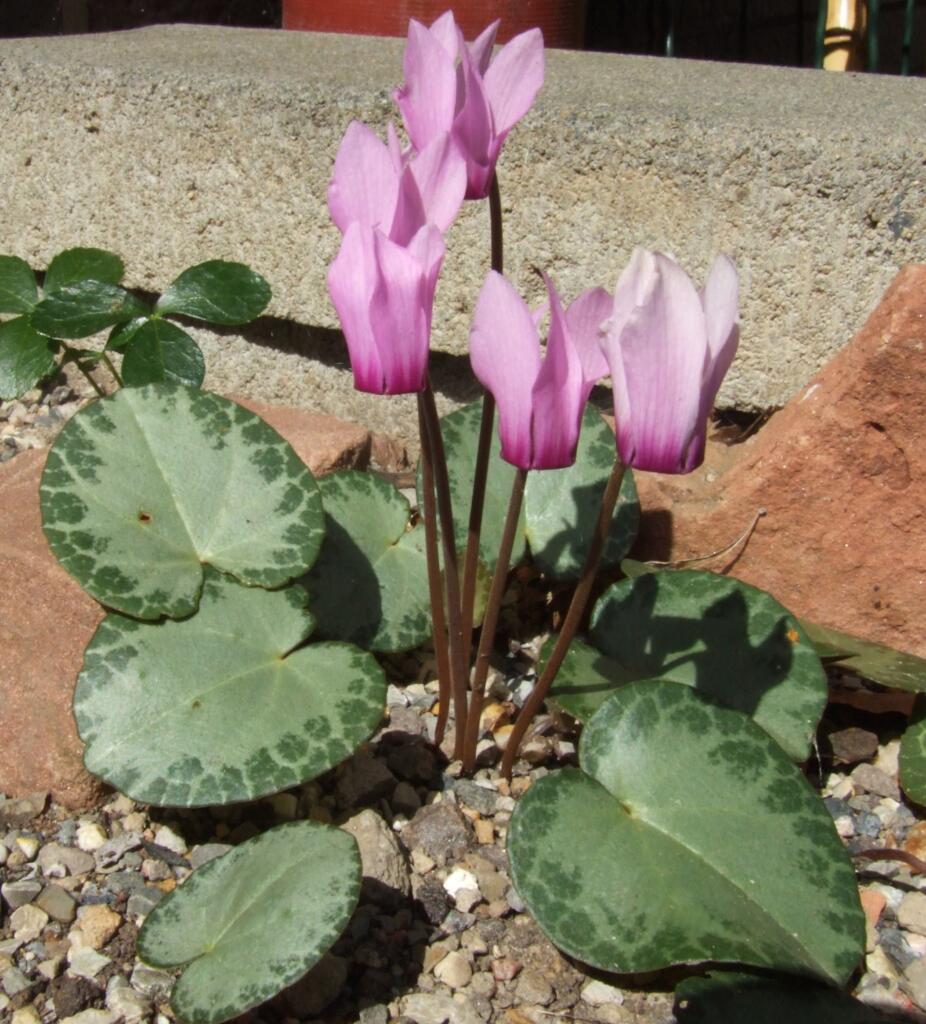 Cyclamen_purpurascens_silver_leaf