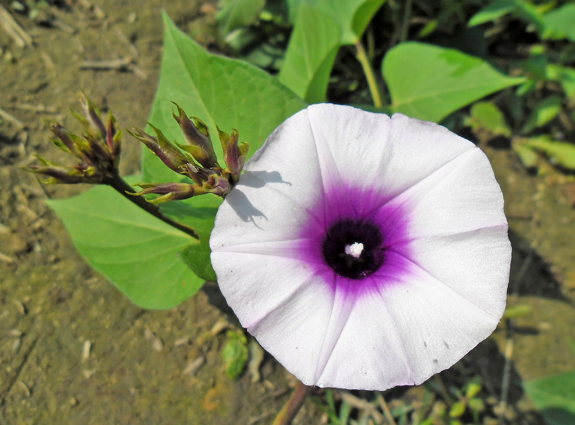 Ipomoea_batatas_(Purple_Sweet_Potato_Variety)_Flower