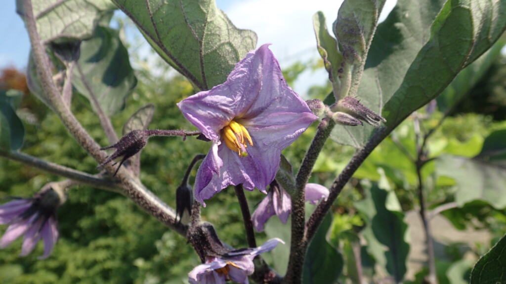 ナスの花