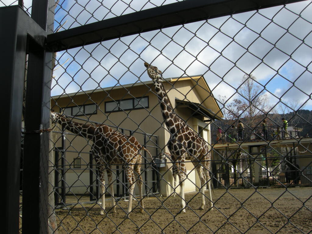 キリン