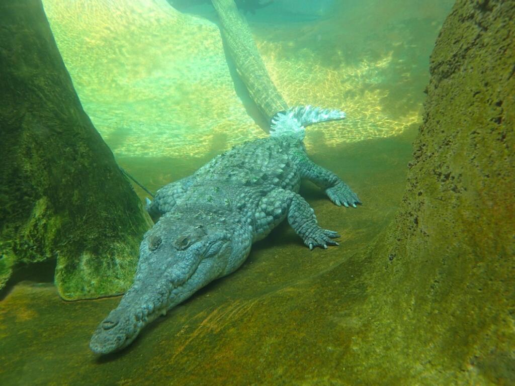 水中のワニ