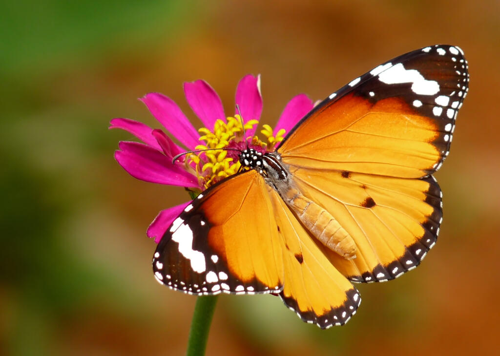 Danaus_chrysippus_Female_by_kadavoor