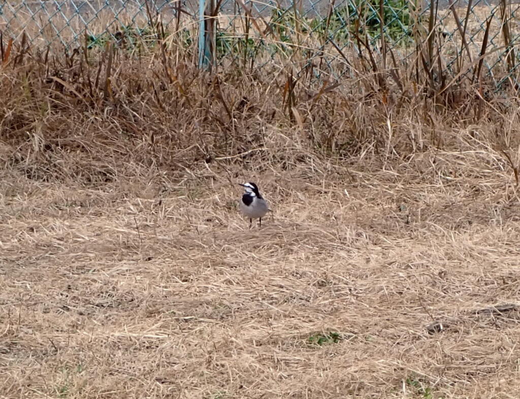 ハクセキレイ