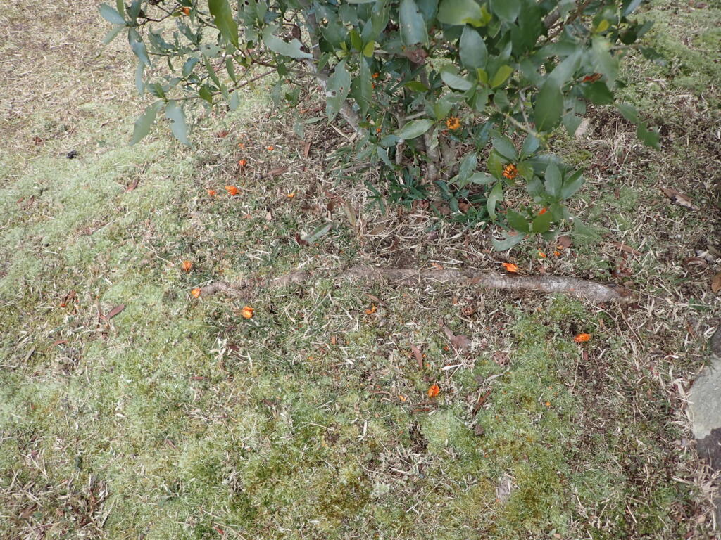 クチナシの実