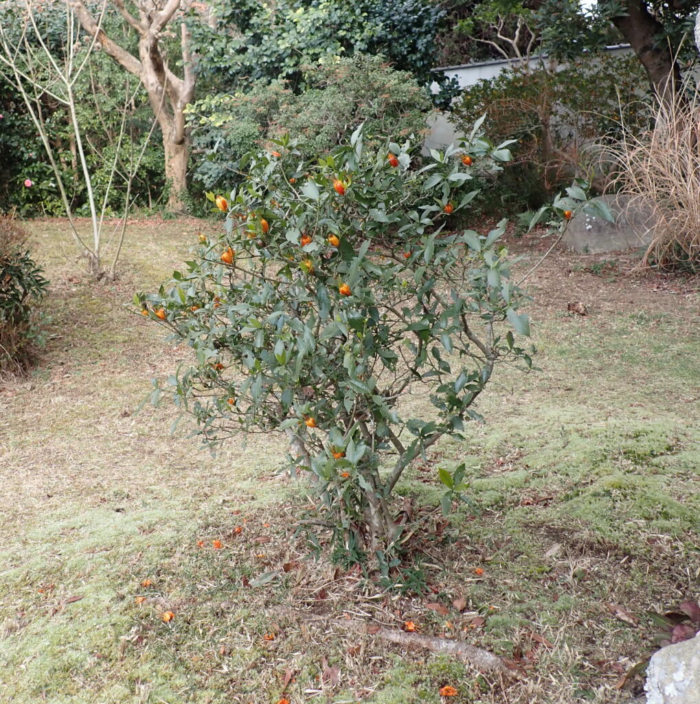 クチナシの実