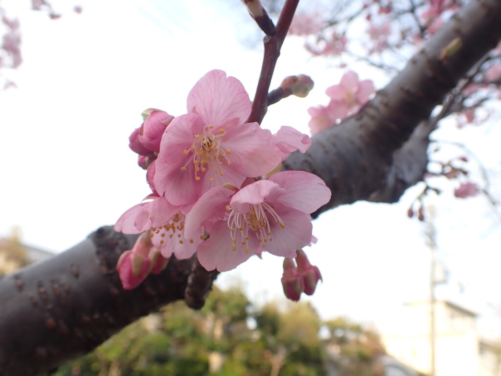 カワヅザクラ