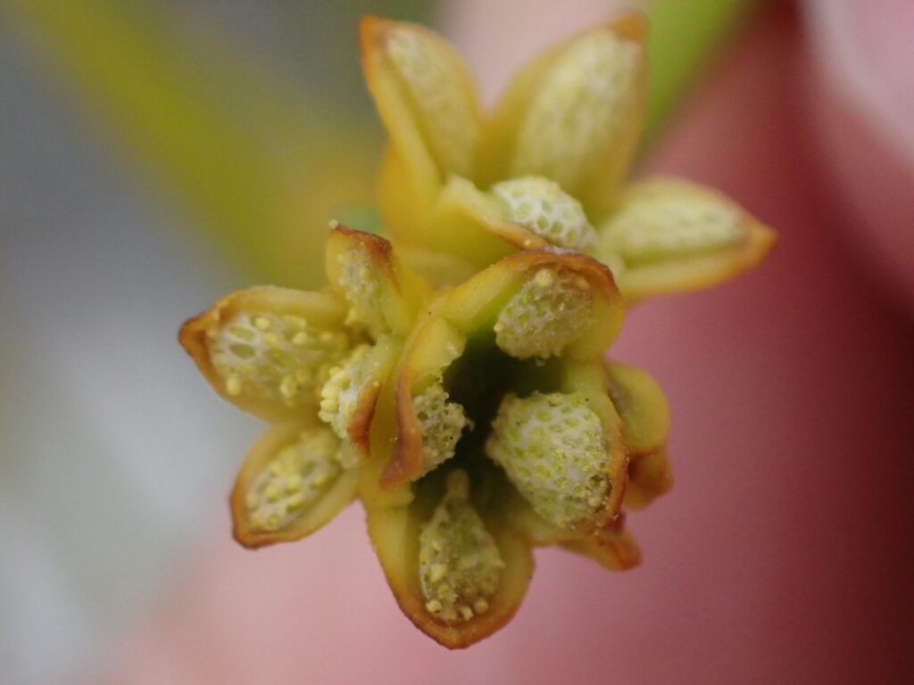 ヤドリギの雄花