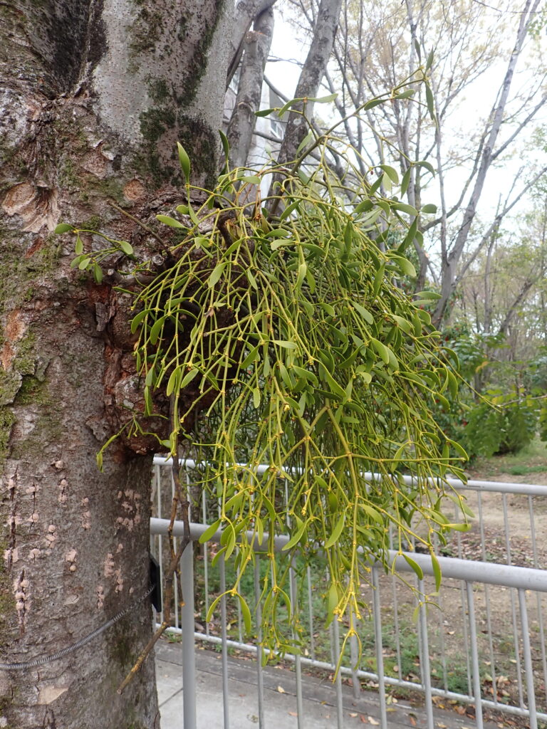 8ヤドリギ 寄生植物 寄らば大樹の上！ヤドリギの生態 - いきもの発見日和