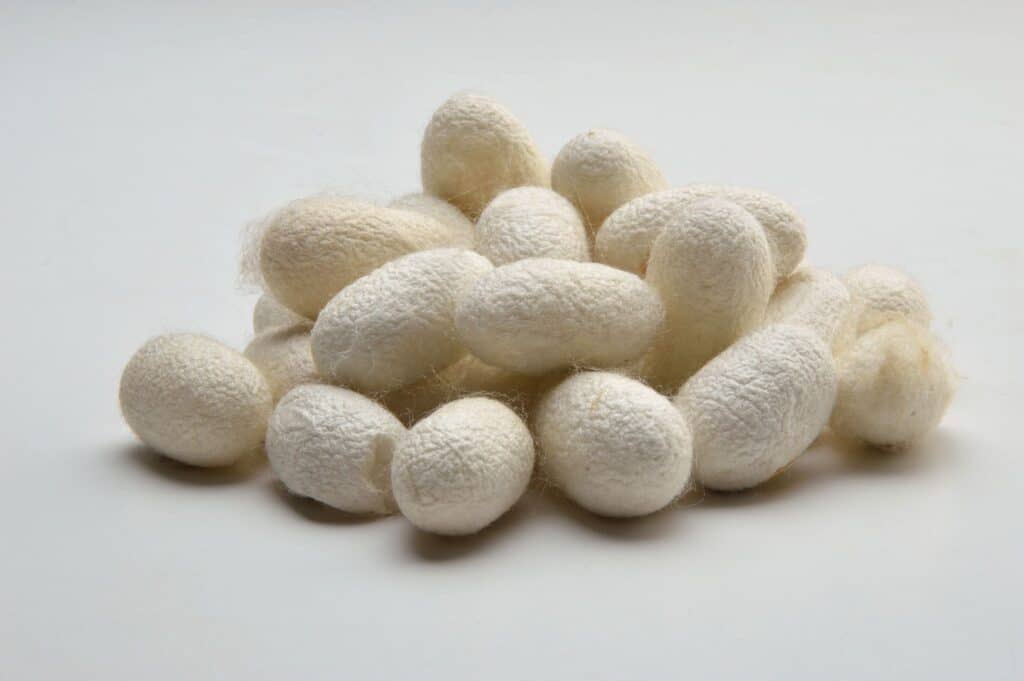 2048px-Cocoon_-_Bombyx_mori_-_Kolkata_2013-06-04_8545