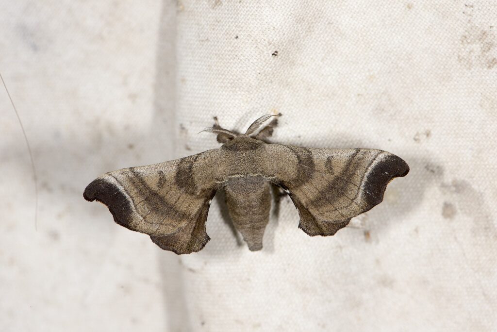 Bombyx_mandarina_formosana_(28653415005)
