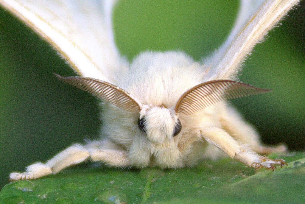 Bombyx_mori_antennen