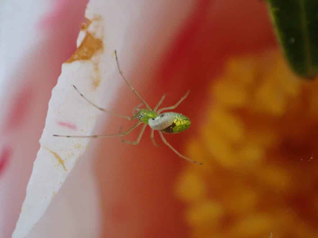 クモヒメバチ