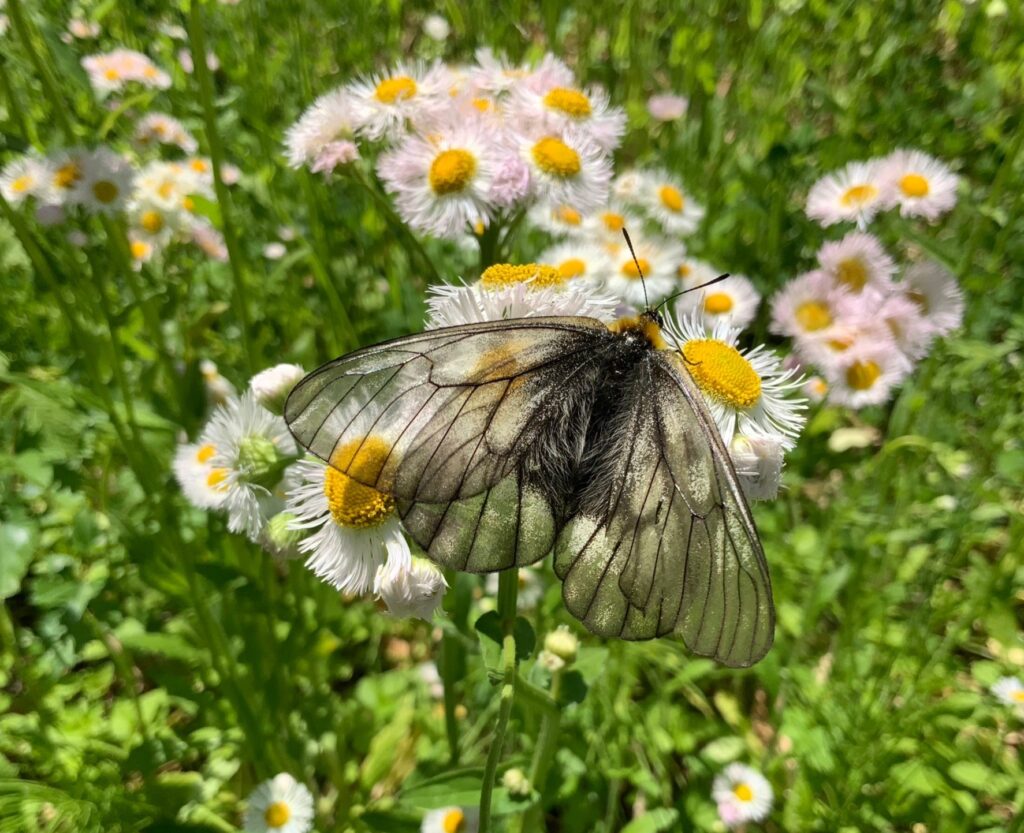 ウスバシロチョウ