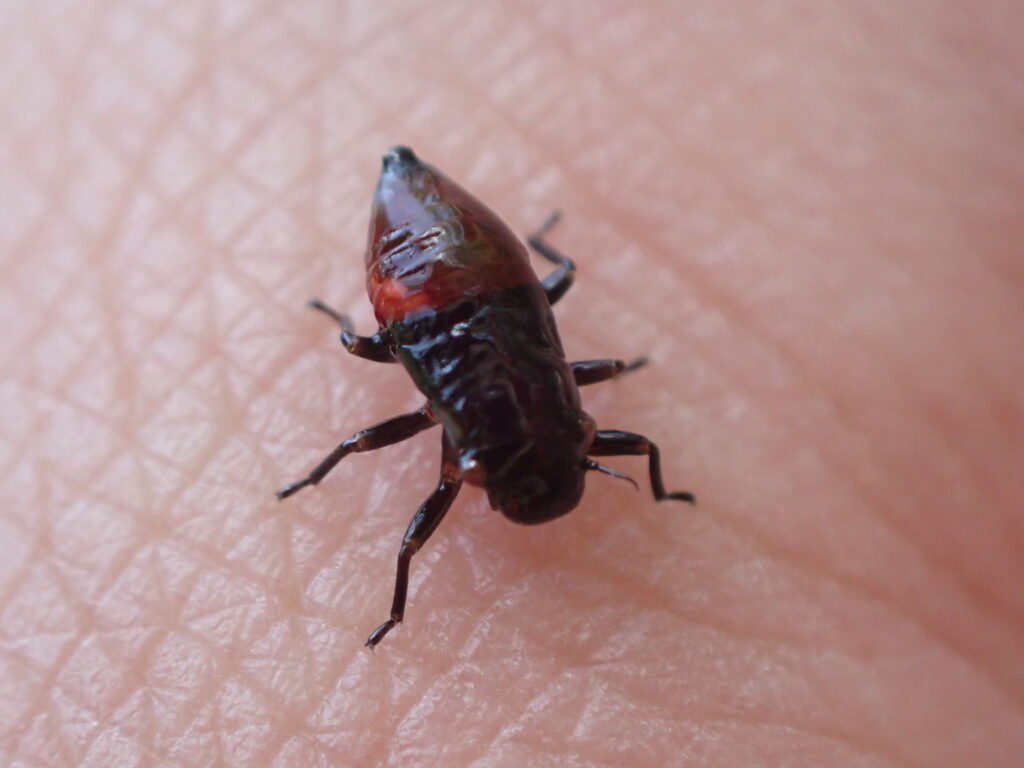 アワフキムシの一種の幼虫