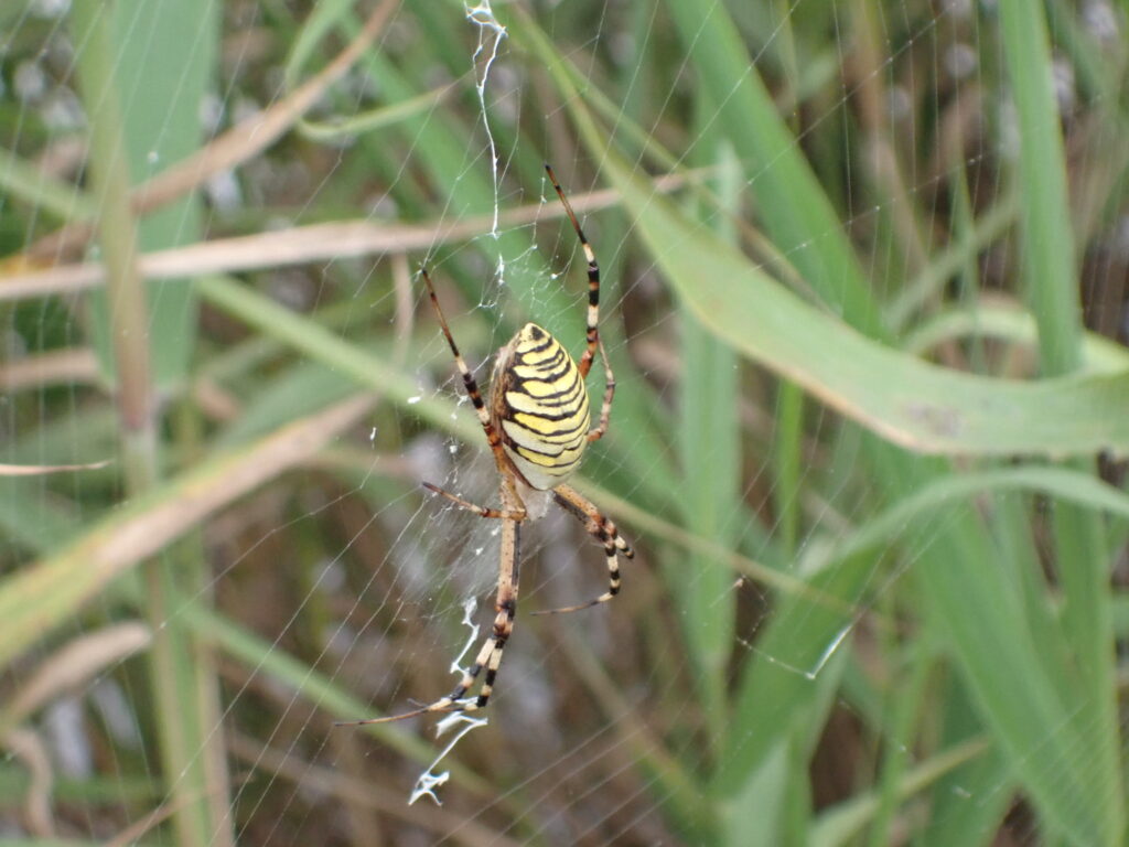 ナガコガネグモ