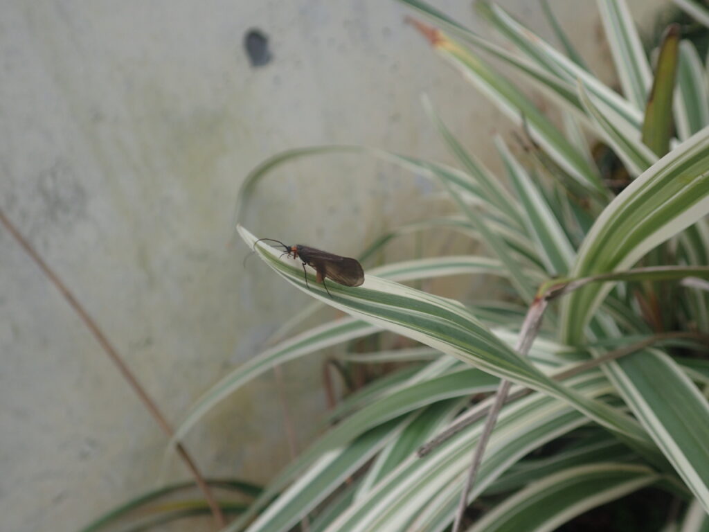 ホタルトビケラ