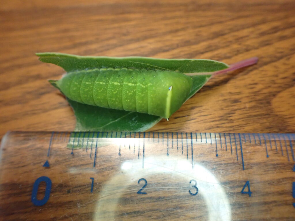 アオスジアゲハの幼虫