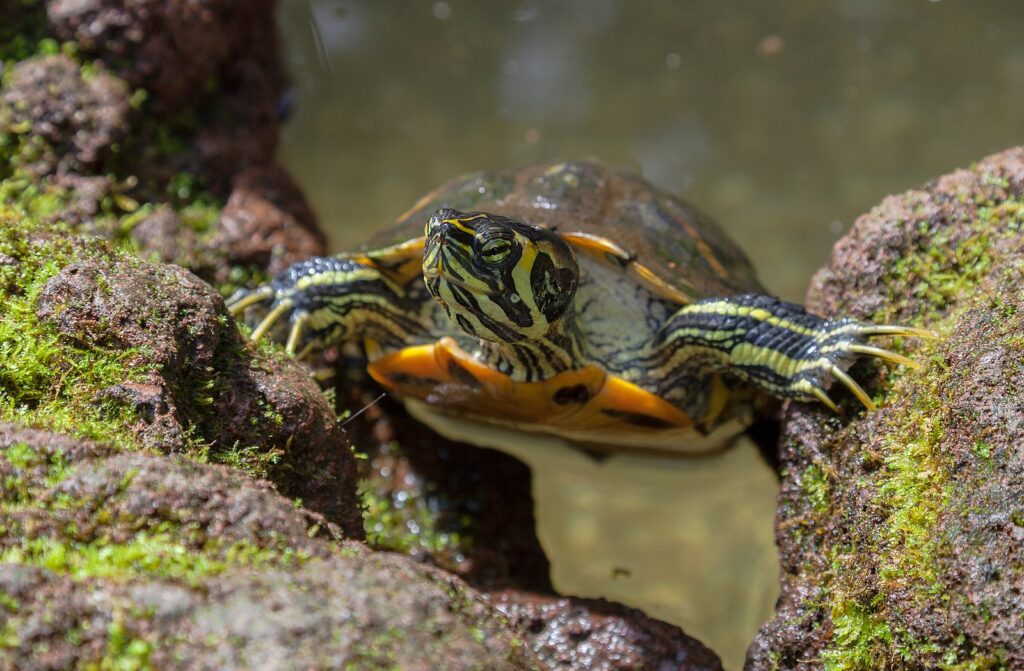 Tortuga_de_orejas_amarillas_(Trachemys_scripta_scripta),_Jardín_Botánico,_Múnich,_Alemania_2012-04-21,_DD_09