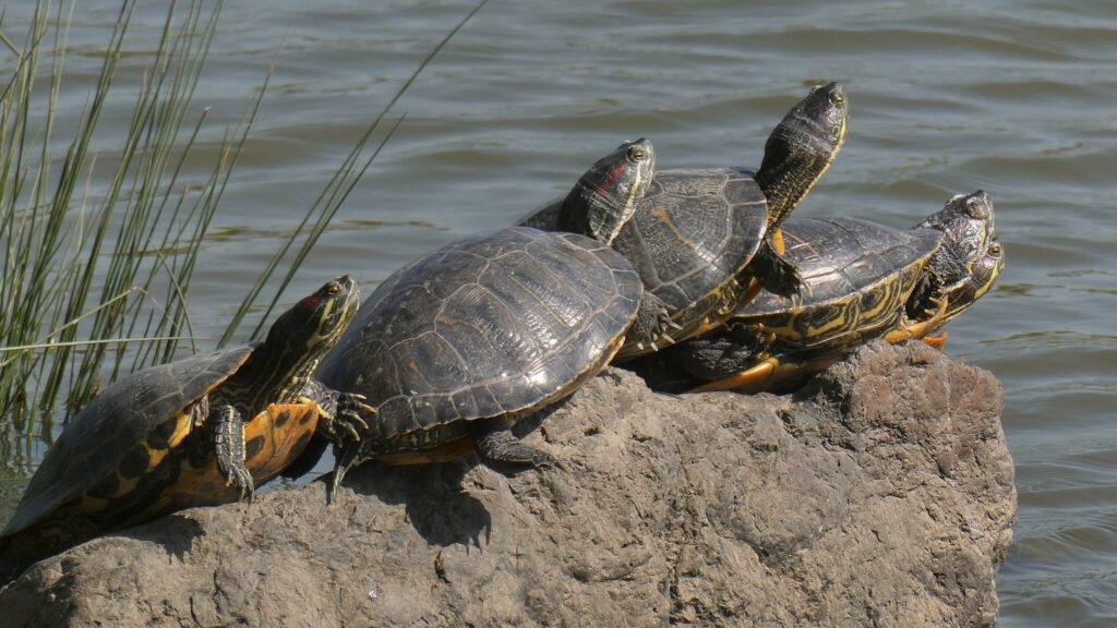 Trachemys_scripta_basking_in_the_sun_(Ochiai_Park)_-_4