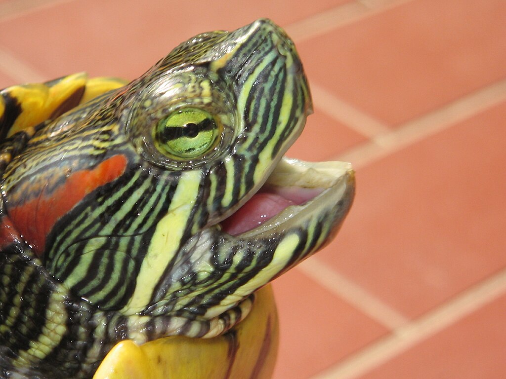Trachemys_scripta_elegans