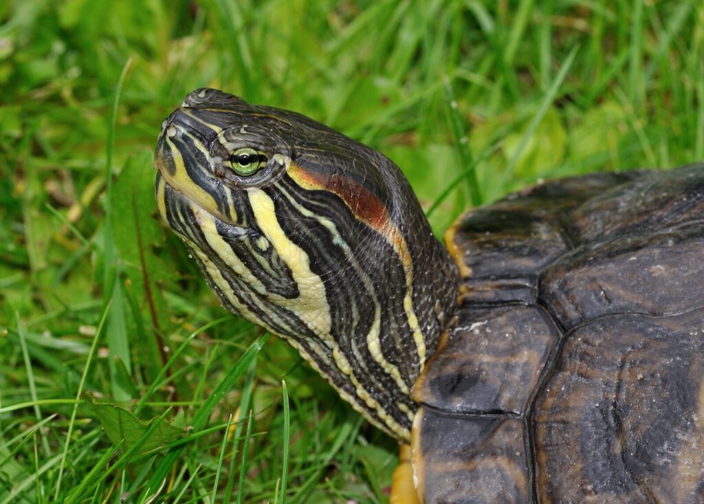 Trachemys_scripta_troostii_qtl2