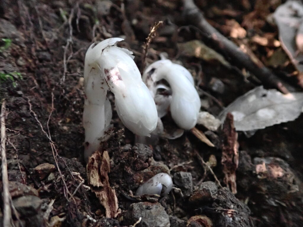 ギンリョウソウモドキ