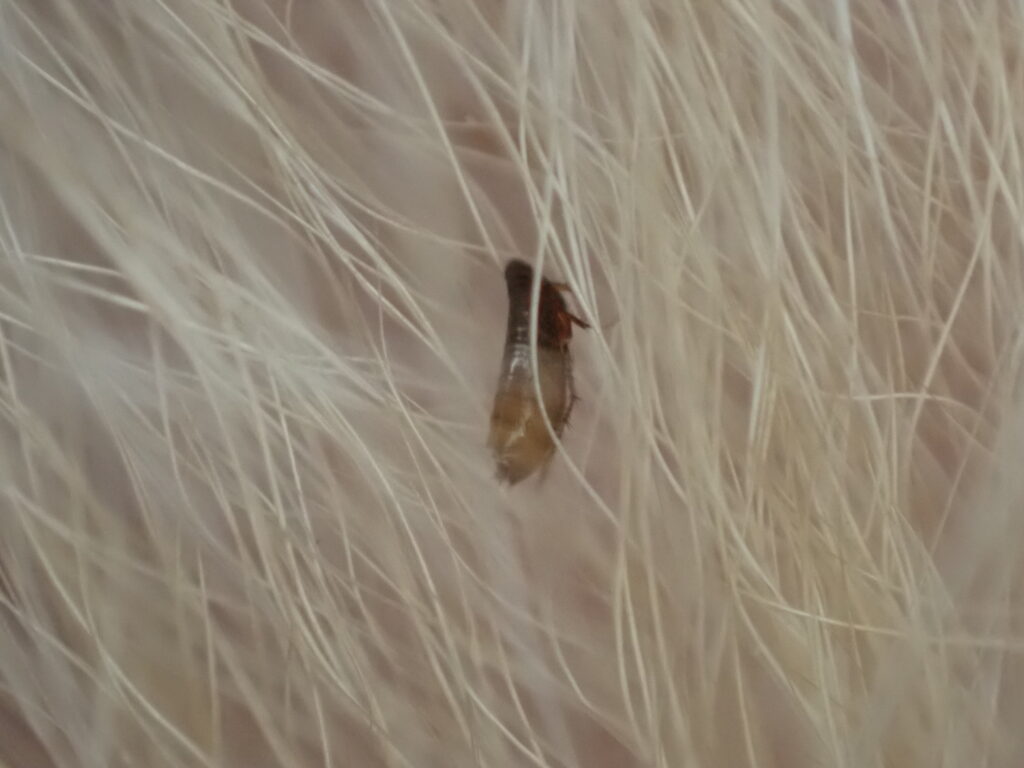 ネコノミ