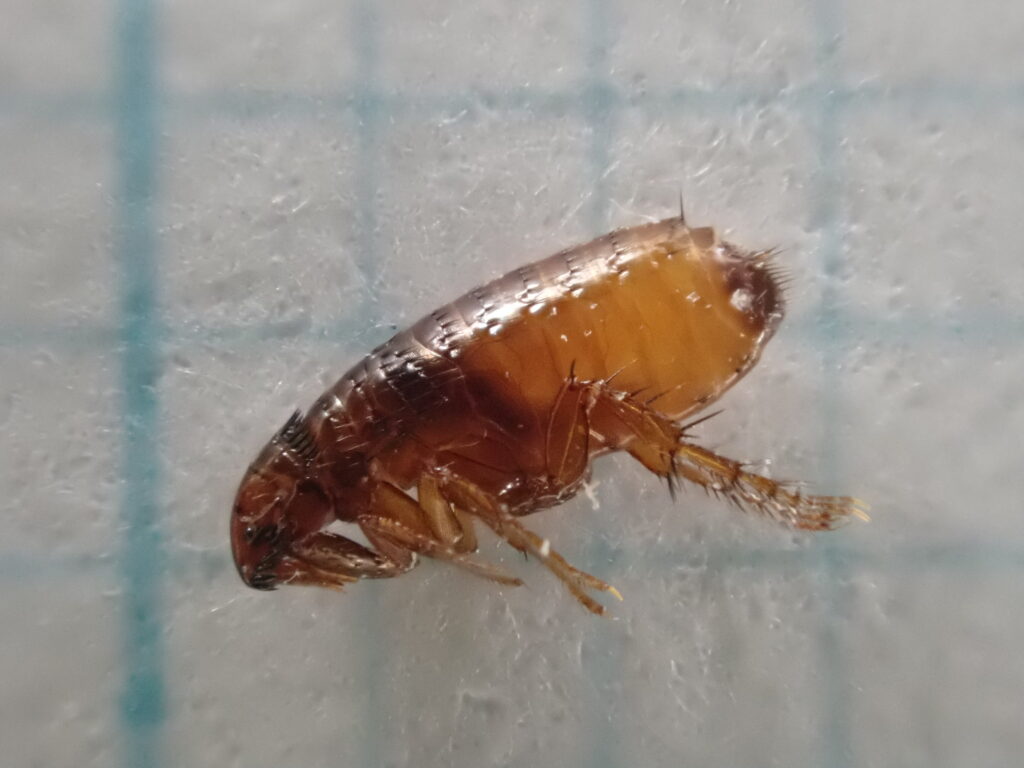 ネコノミ