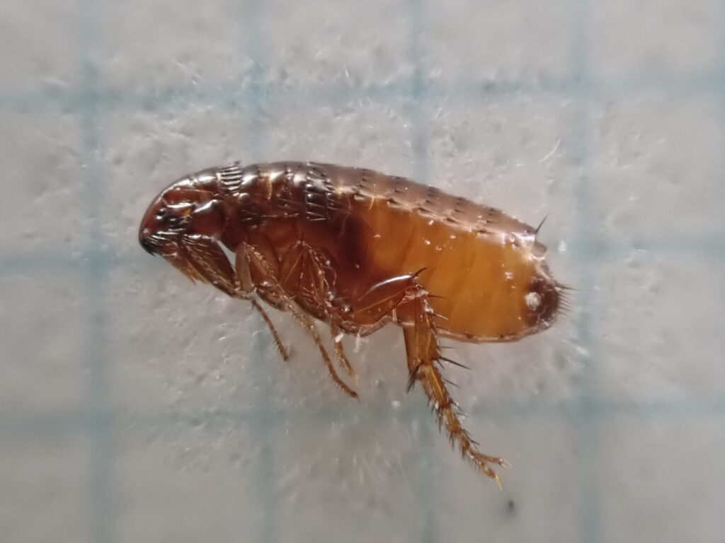 ネコノミ