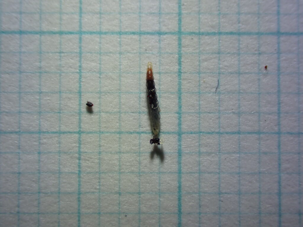 ノミの幼虫